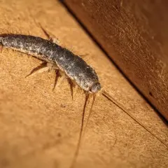 Rybiki w łazienkach - skąd się biorą i jak ich uniknąć?